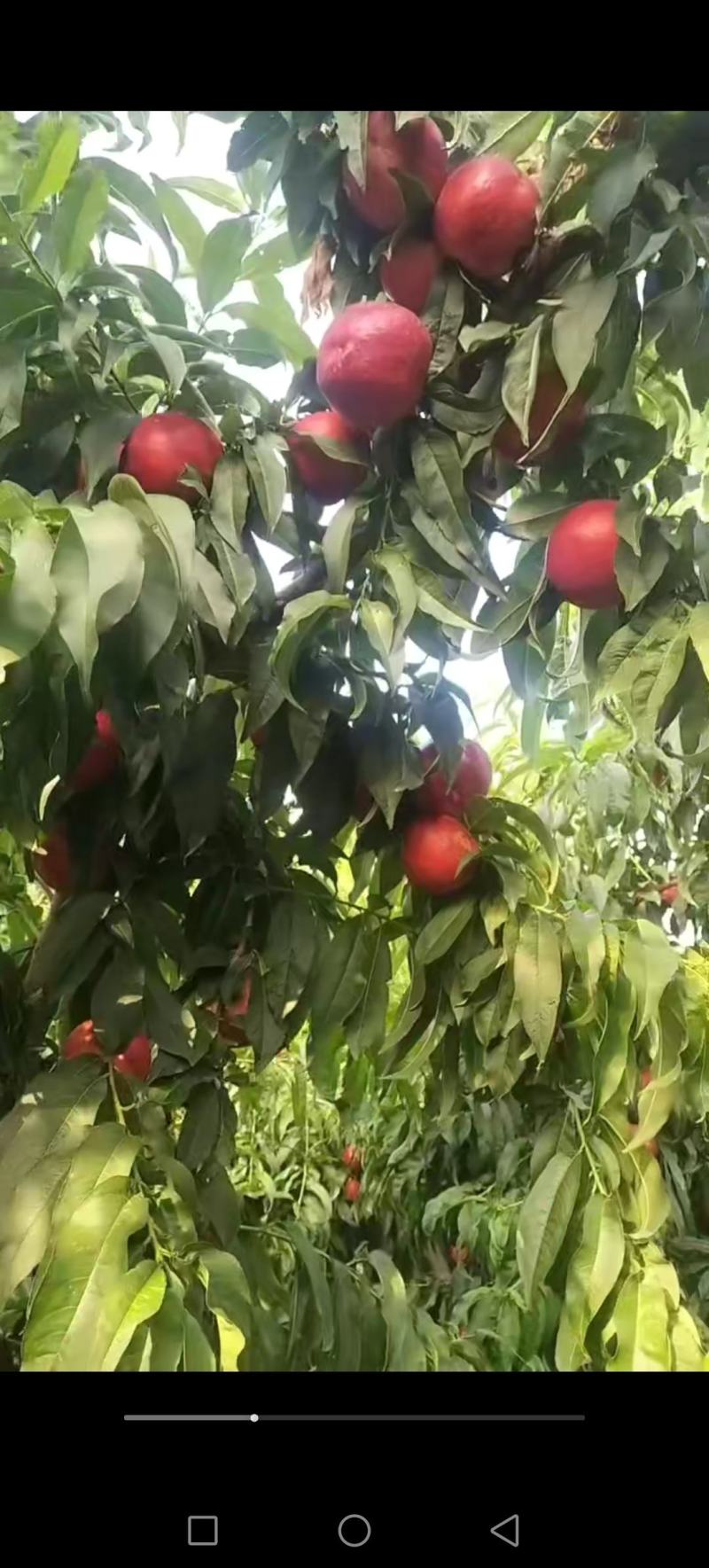 中油20