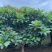红花鸡蛋花10-20分