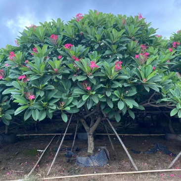 红花鸡蛋花10-20分