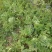 红米露天头茬瓜，皮薄，无上水无翻沙质量三包