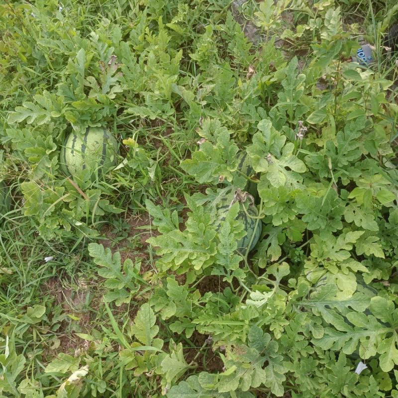 红米露天头茬瓜，皮薄，无上水无翻沙质量三包