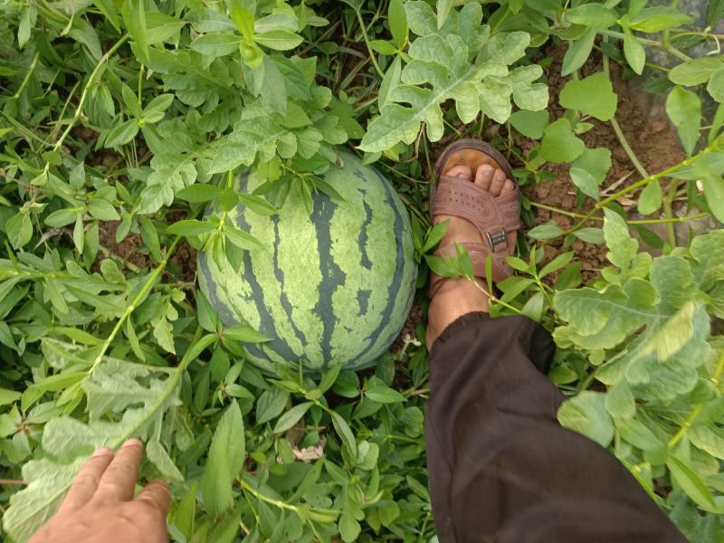 红米露天头茬瓜，皮薄，无上水无翻沙质量三包
