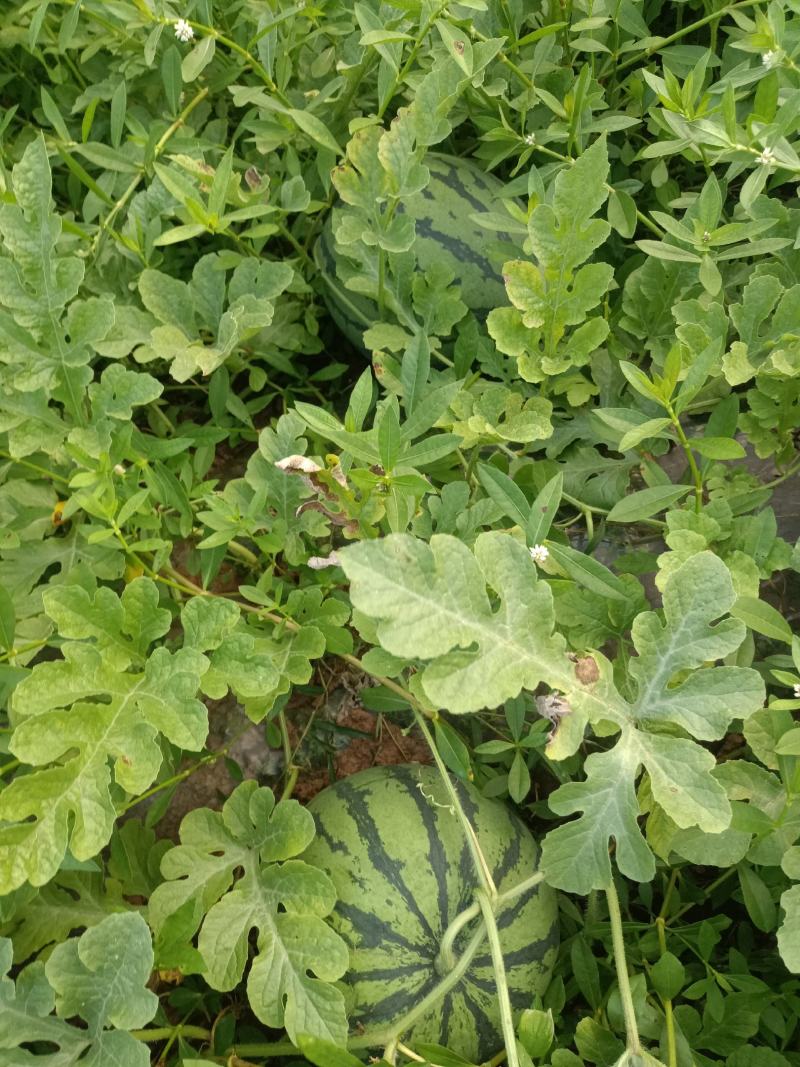 红米露天头茬瓜，皮薄，无上水无翻沙质量三包