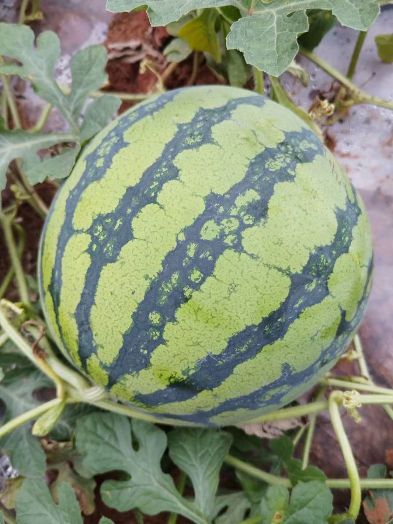 红米露天头茬瓜，皮薄，无上水无翻沙质量三包