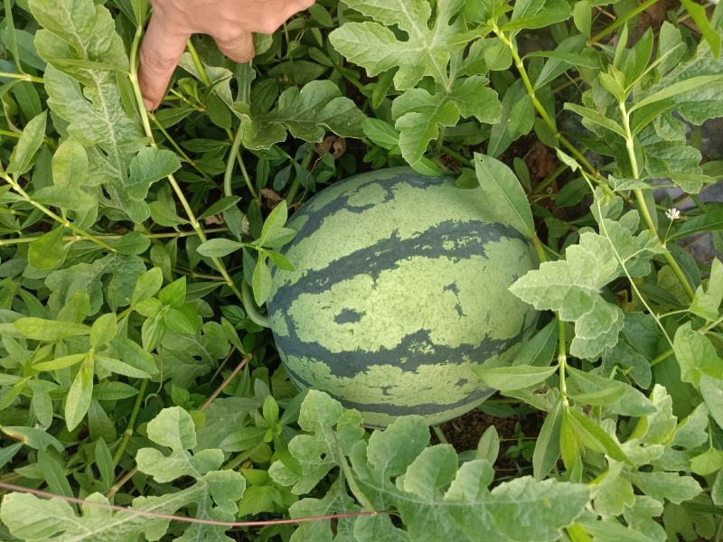 红米露天头茬瓜，皮薄，无上水无翻沙质量三包