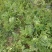 红米露天头茬瓜，皮薄，无上水无翻沙质量三包