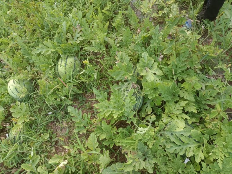红米露天头茬瓜，皮薄，无上水无翻沙质量三包