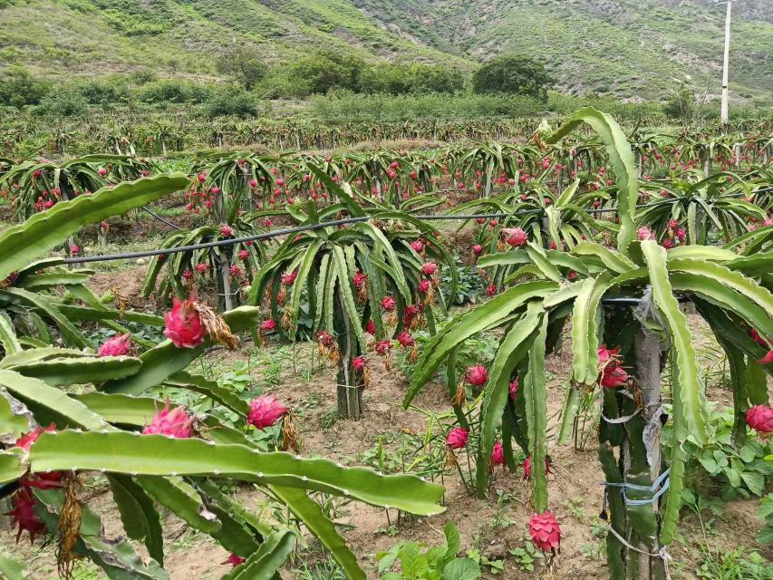 火龙果果园中果实开裂现象,展示多个果实表面出现裂纹 火龙果果园中果实开裂现象