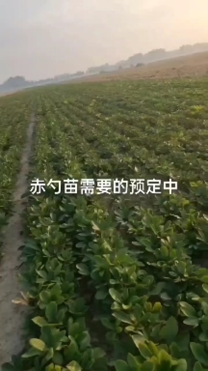赤勺苗