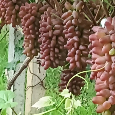 山东茉莉香葡萄夏黑葡萄京亚葡萄藤稔葡萄基地直供