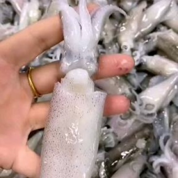 海兔，小海兔，品质非常好，价格便宜，原汁去内脏，