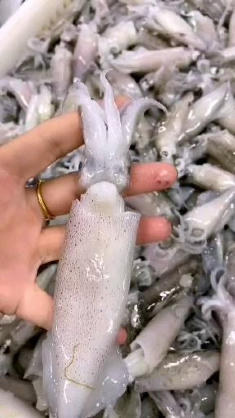 海兔，小海兔，品质非常好，价格便宜，原汁去内脏，
