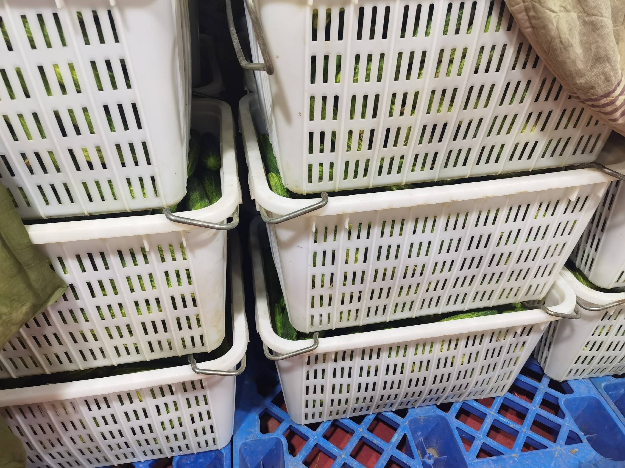 水黄瓜采摘现场