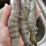 桑塔盐冻虾海虾2030各规格
