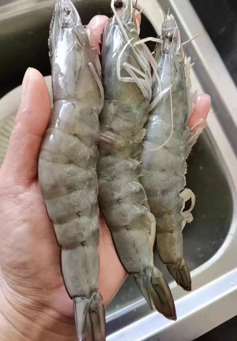 桑塔盐冻虾海虾2030各规格