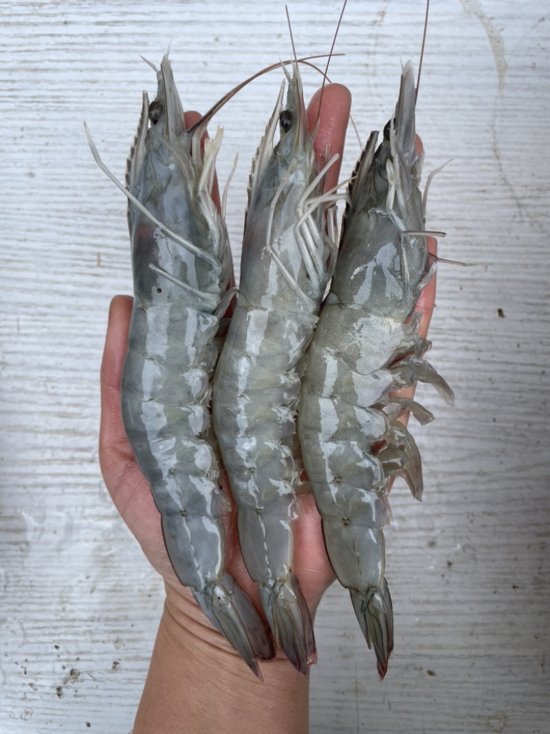 桑塔盐冻虾海虾2030各规格