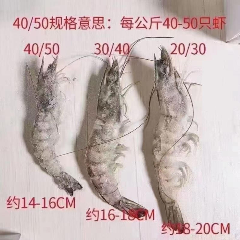 桑塔盐冻虾海虾2030各规格