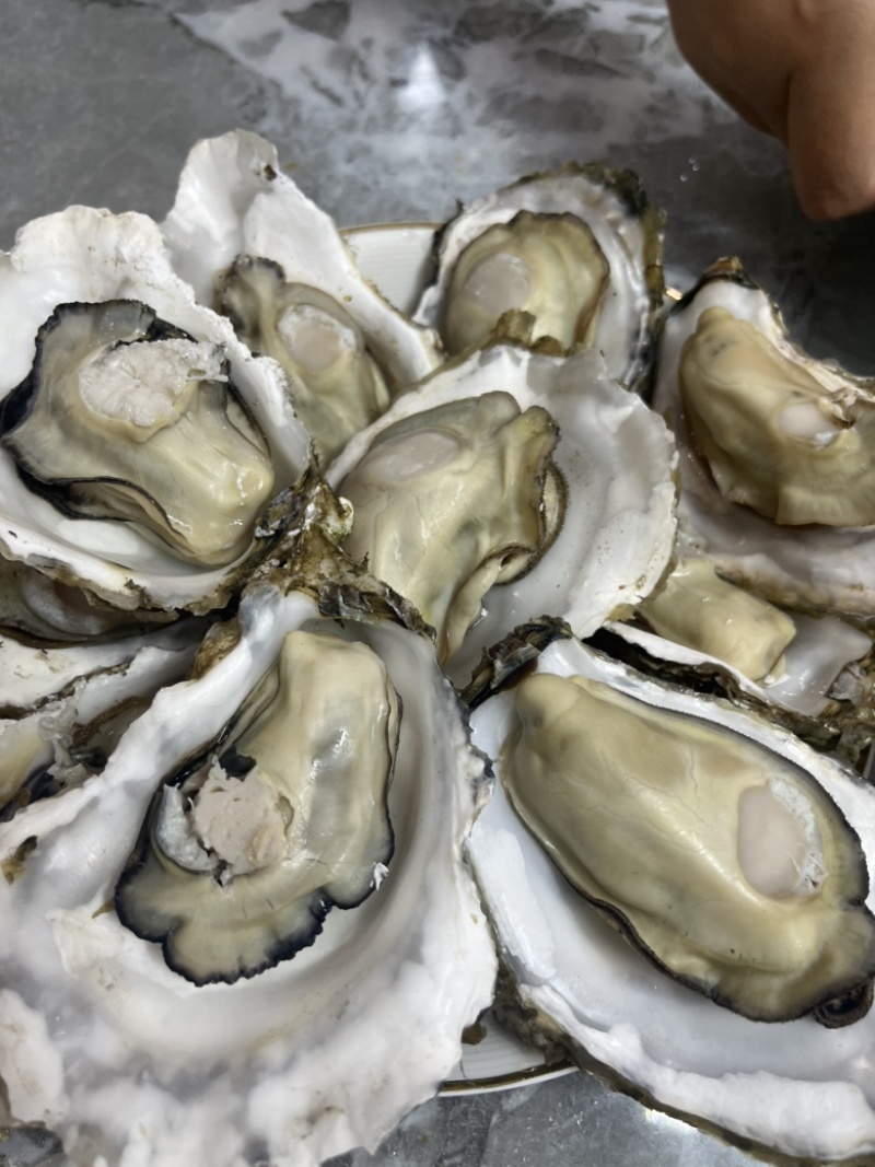 生蚝三倍体流通货肥度8-9实肉
