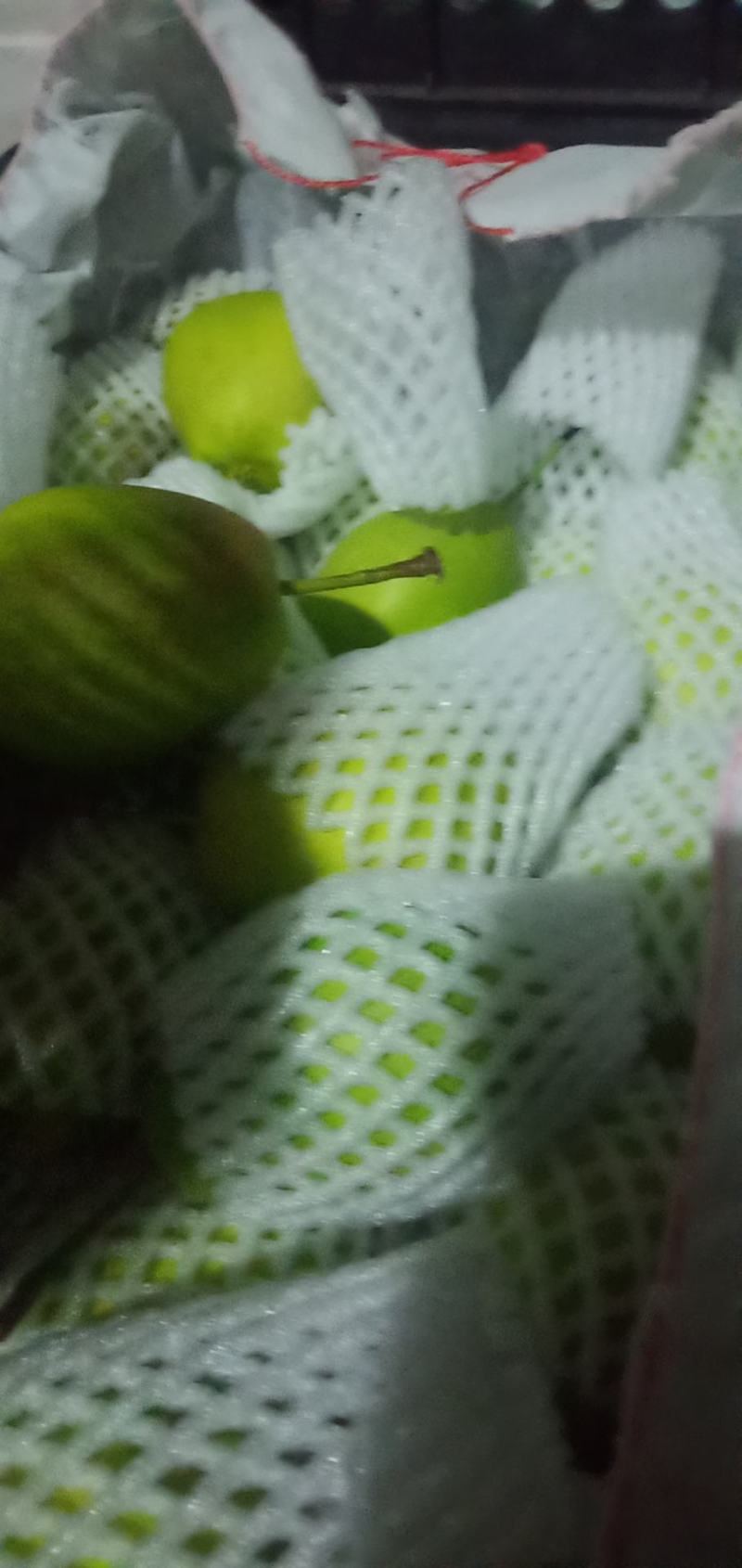 早熟梨继续供应，