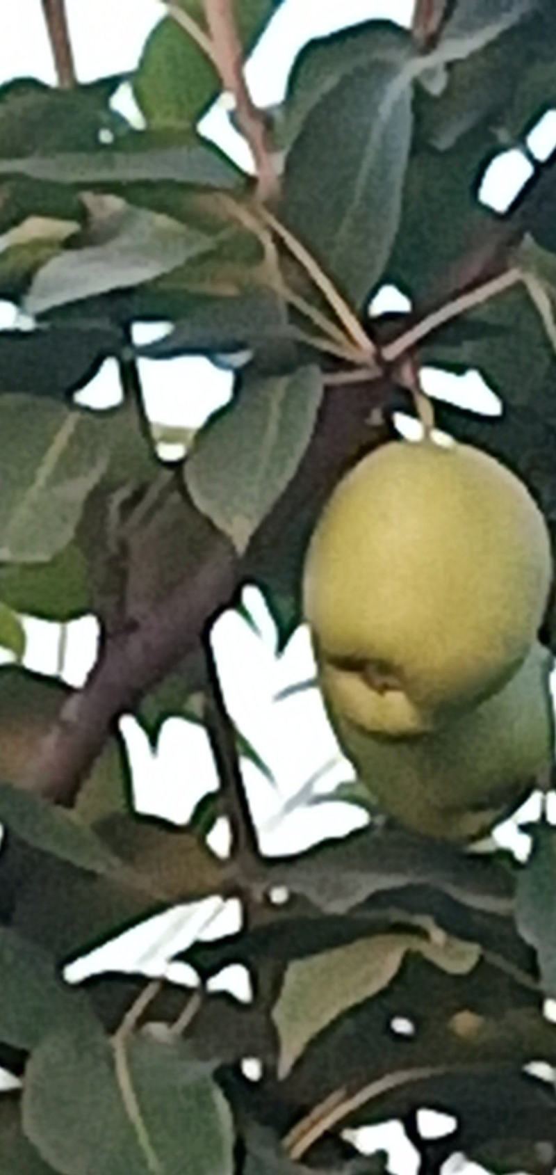早熟梨继续供应，
