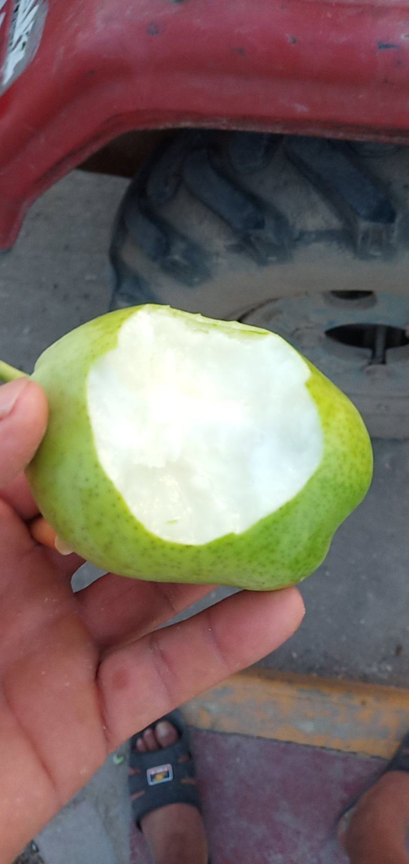 早熟梨继续供应，