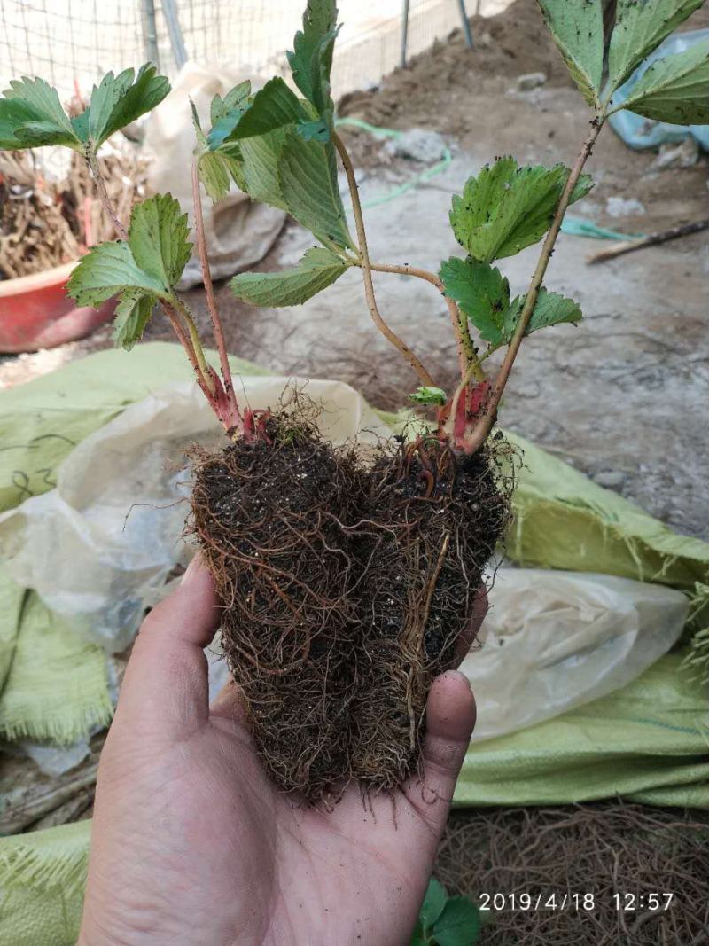 （竞选草莓)穴盘苗穴盘草莓苗杯苗脱毒苗提供技术指导
