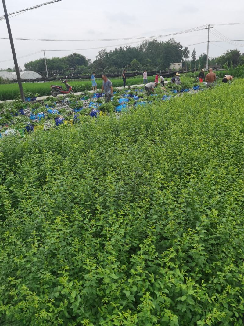 成都基地批发16杯金禾女贞