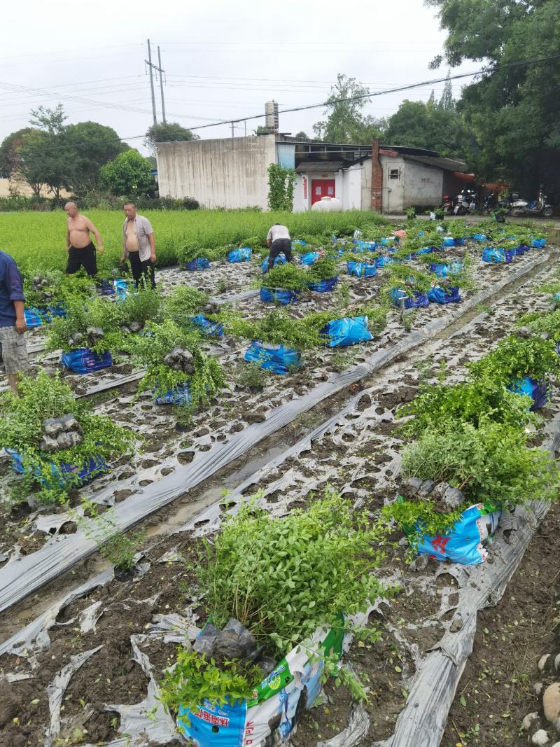 成都基地批发16杯金禾女贞
