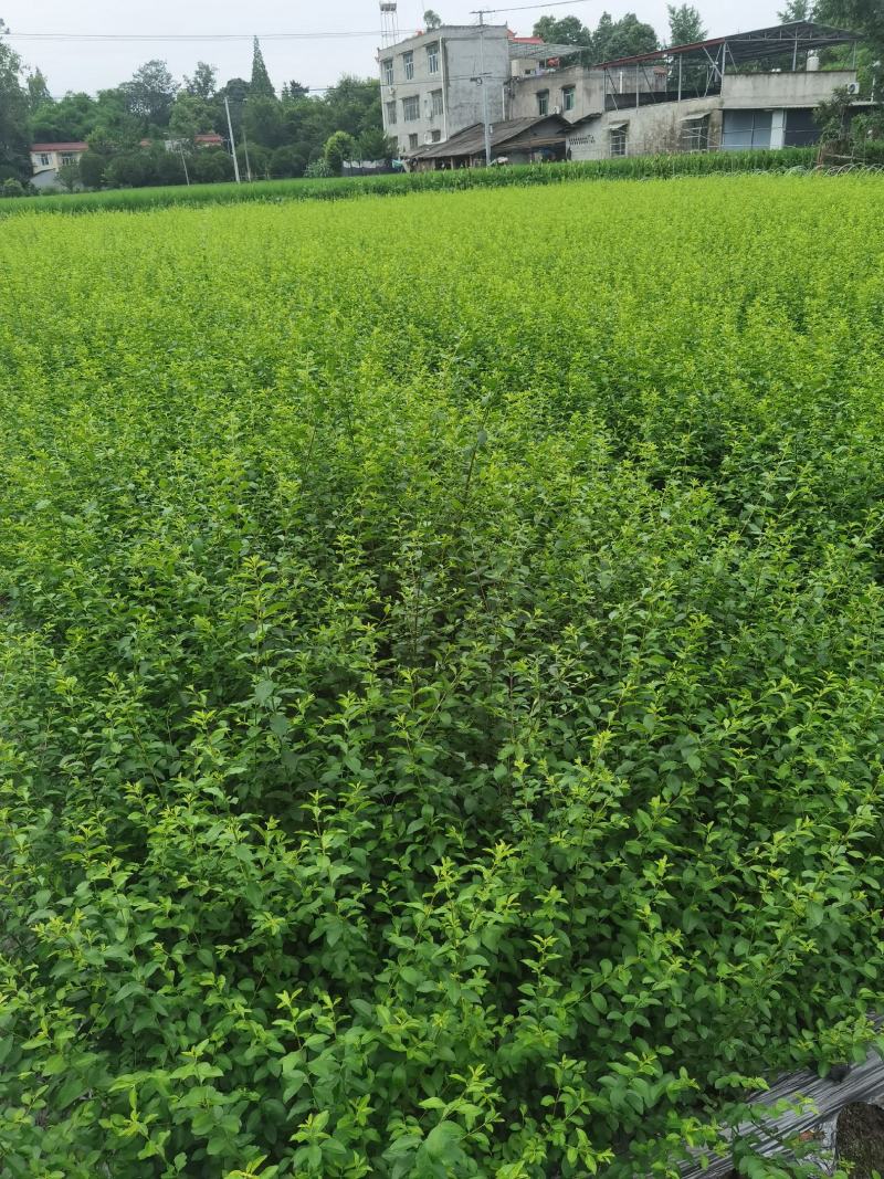 成都基地批发16杯金禾女贞