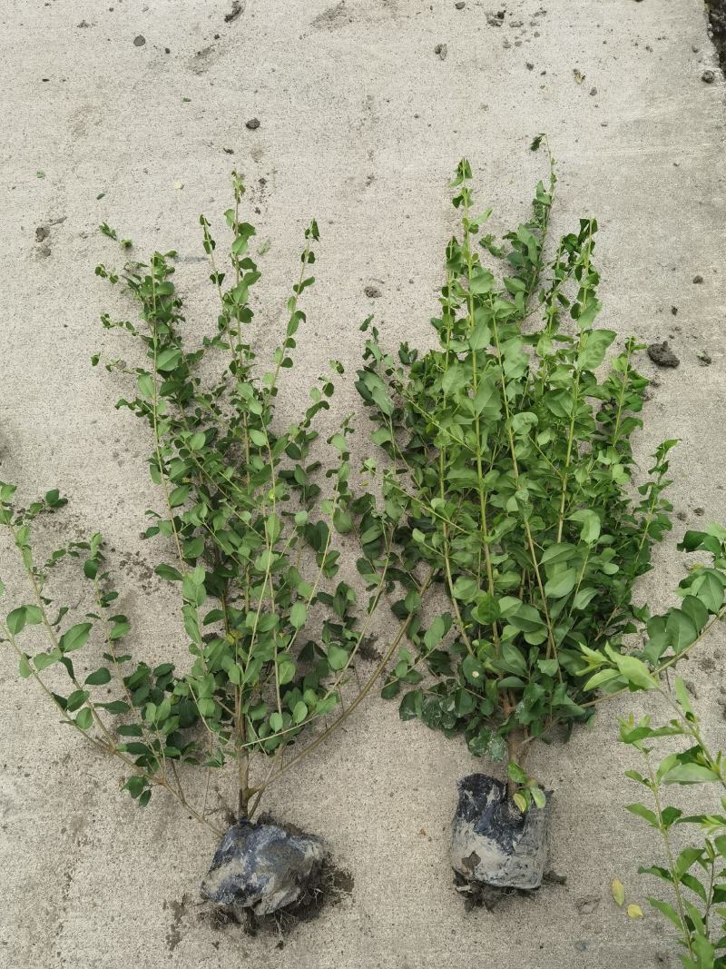 成都基地批发16杯金禾女贞