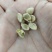 新采九里香种子多年生灌木花卉阳台盆栽庭院美化驱蚊香草种