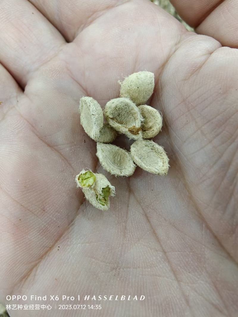 新采九里香种子多年生灌木花卉阳台盆栽庭院美化驱蚊香草种