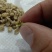 新采九里香种子多年生灌木花卉阳台盆栽庭院美化驱蚊香草种