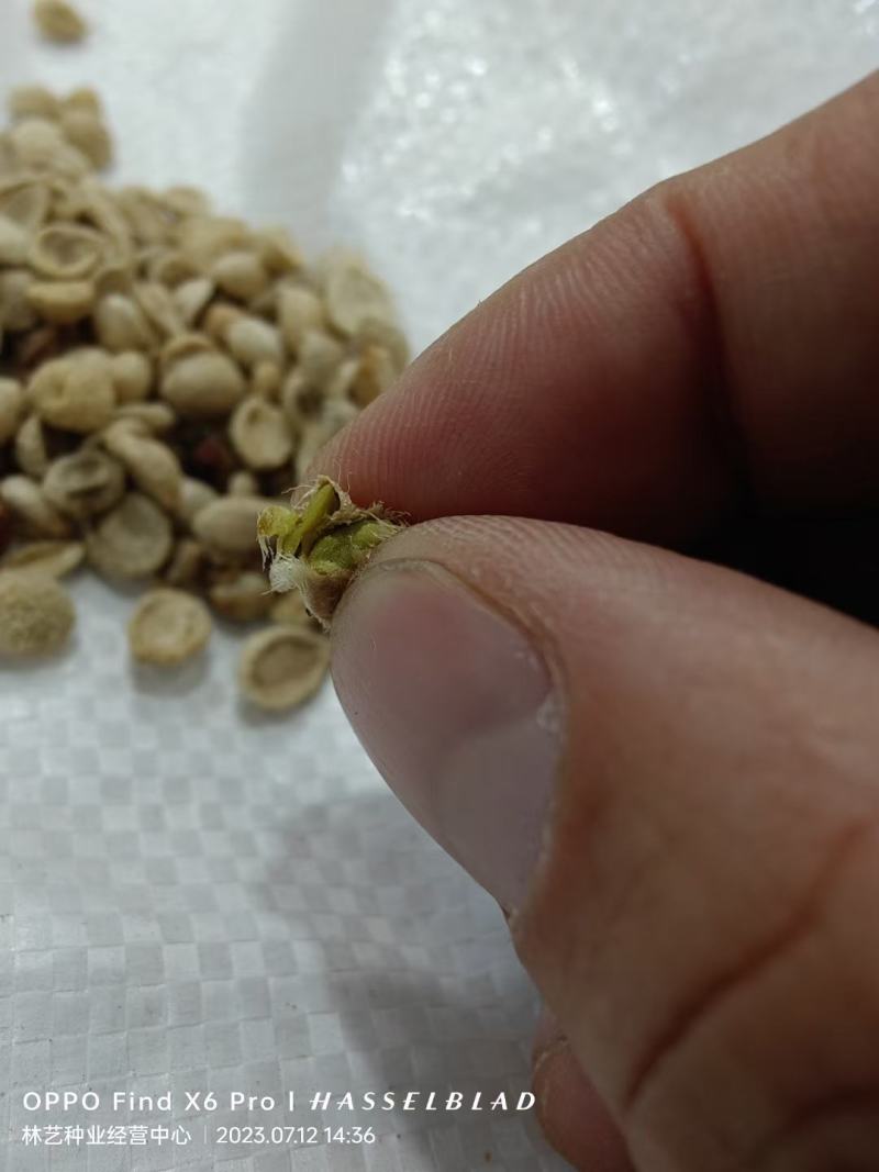 新采九里香种子多年生灌木花卉阳台盆栽庭院美化驱蚊香草种