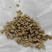 新采九里香种子多年生灌木花卉阳台盆栽庭院美化驱蚊香草种
