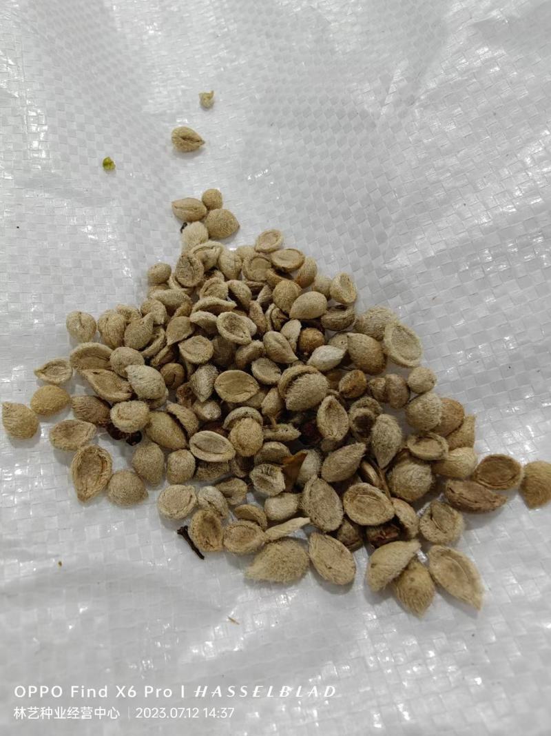 新采九里香种子多年生灌木花卉阳台盆栽庭院美化驱蚊香草种