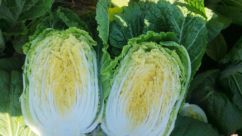 精品似锦白菜