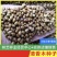 当年新采清香木种子现采现播青香木种籽冷库储存清香木树种子