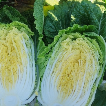 精品似锦白菜