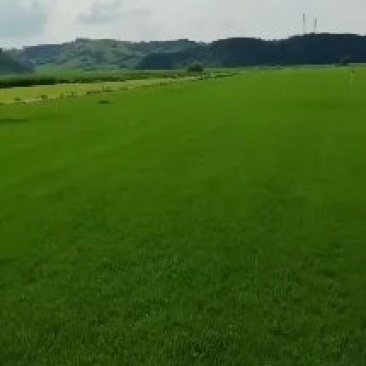 草坪/