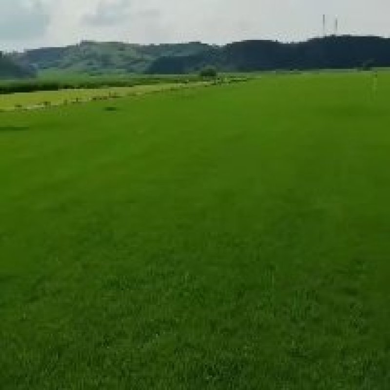 草坪/