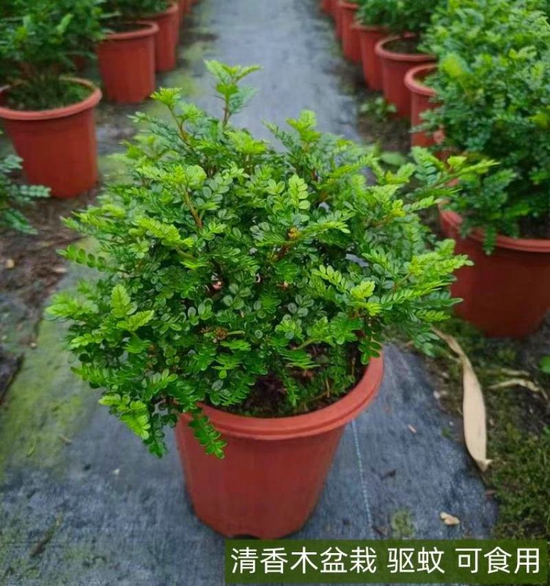 当年新采清香木种子现采现播青香木种籽冷库储存清香木树种子