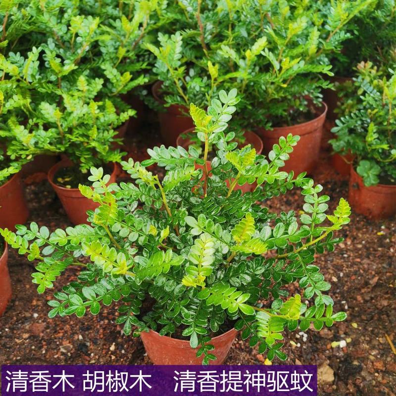 当年新采清香木种子现采现播青香木种籽冷库储存清香木树种子