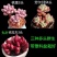 高挡多肉植物老桩组合盆栽好养精品肉肉稀有品种懒人花开植物