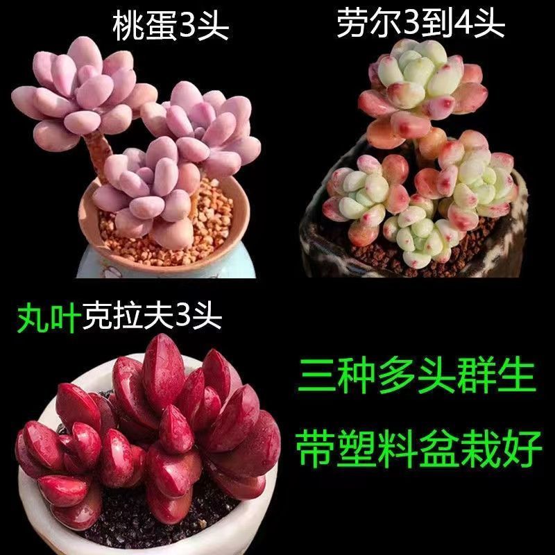 高挡多肉植物老桩组合盆栽好养精品肉肉稀有品种懒人花开植物