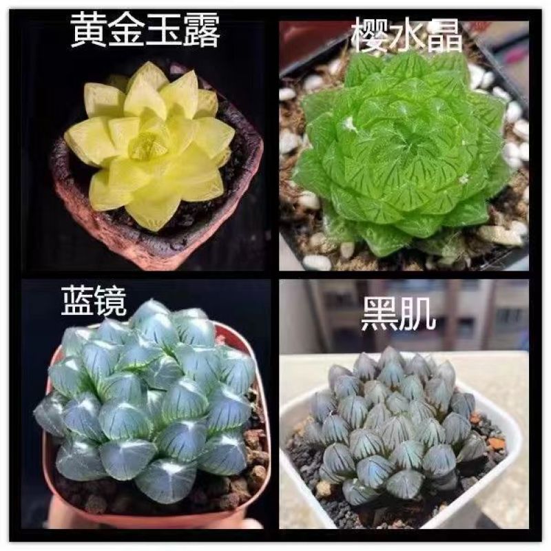 高挡多肉植物老桩组合盆栽好养精品肉肉稀有品种懒人花开植物
