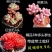 高挡多肉植物老桩组合盆栽好养精品肉肉稀有品种懒人花开植物