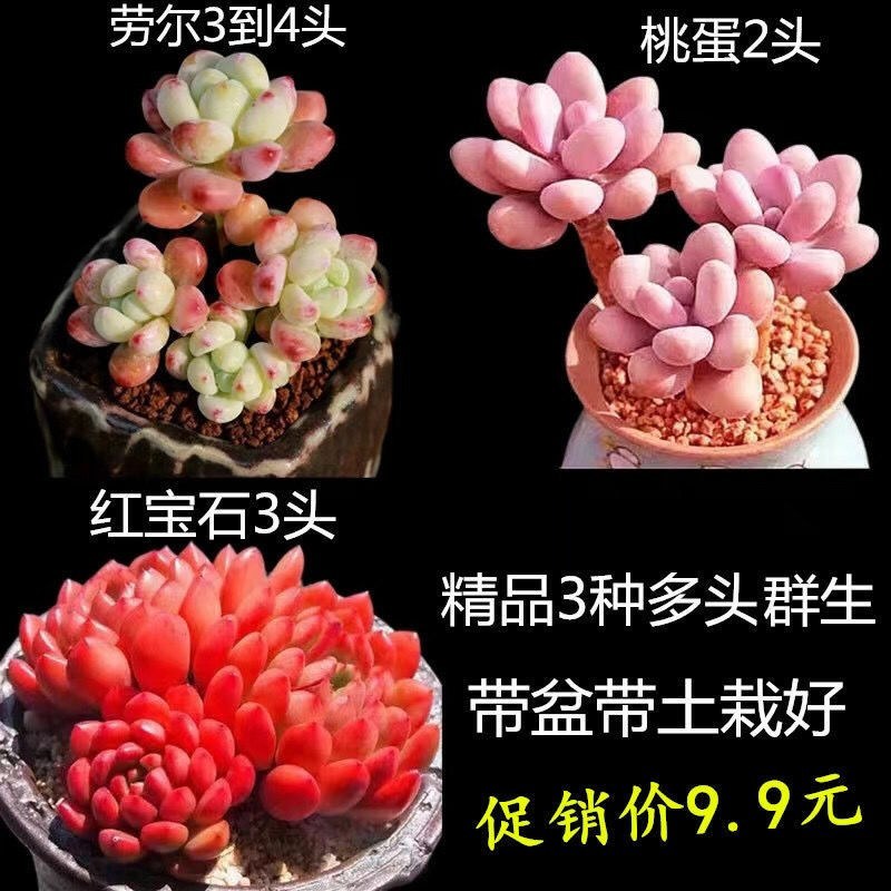 高挡多肉植物老桩组合盆栽好养精品肉肉稀有品种懒人花开植物