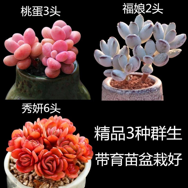 高挡多肉植物老桩组合盆栽好养精品肉肉稀有品种懒人花开植物