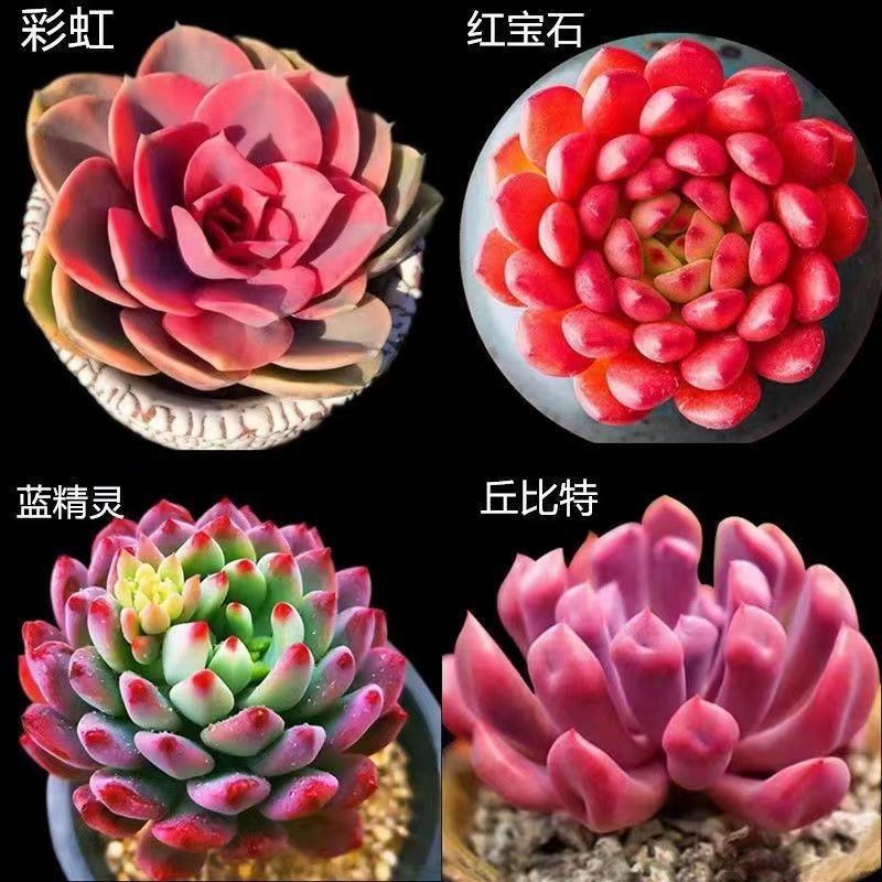 高挡多肉植物老桩组合盆栽好养精品肉肉稀有品种懒人花开植物